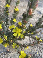 Hibbertia hibbertioides
