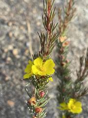 Hibbertia hibbertioides