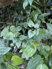 Clematis flammulastrum