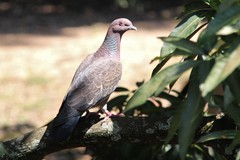 Patagioenas picazuro