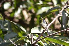 Todirostrum cinereum