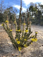 Hibbertia hibbertioides