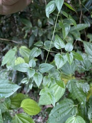 Clematis flammulastrum
