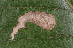 Coptotriche castaneaeella