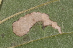 Coptotriche castaneaeella