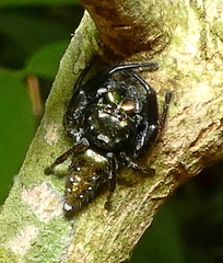 Parnaenus