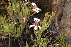Pelargonium laevigatum oxyphyllum