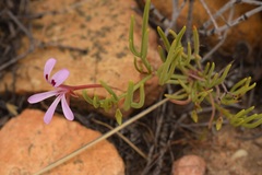 Pelargonium laevigatum oxyphyllum