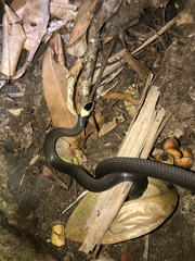 Cacophis harriettae