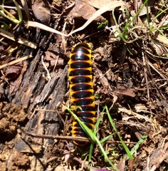 Apheloriini