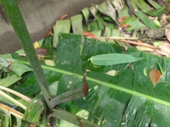 Brachydiplax