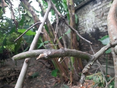 Brachydiplax