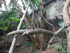 Brachydiplax