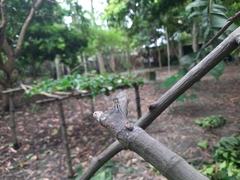 Brachydiplax