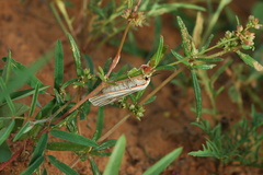 Amsacta senegalensis