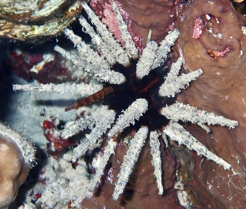 フシザオウニ