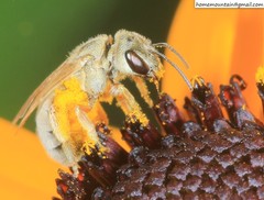Halictus pseudovestitus