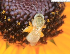 Halictus pseudovestitus
