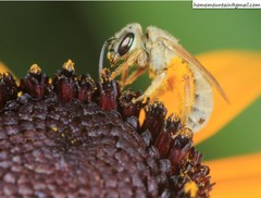 Halictus pseudovestitus