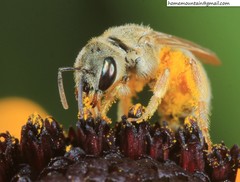Halictus pseudovestitus