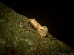 Eupoecilia acrographa