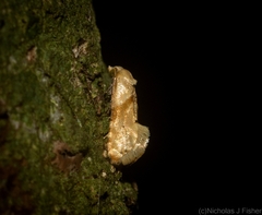 Eupoecilia acrographa