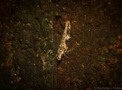 Limnaecia leptomeris