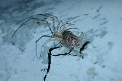 Chrysso lingchuanensis