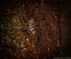 Silvascincus murrayi