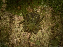 Stephanopis carcinoides