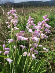 Hyacinthoides non-scripta