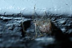 Chrysso lingchuanensis