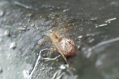 Chrysso lingchuanensis