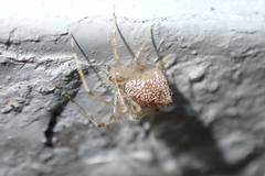 Chrysso lingchuanensis