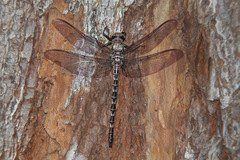 Tachopteryx thoreyi