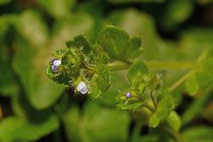 Veronica hederifolia