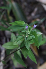 Limnophila chinensis