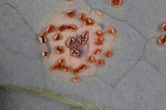 Puccinia smilacis