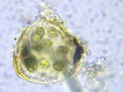 Sphaerocystis
