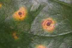 Puccinia smilacis