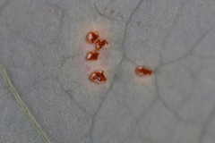 Puccinia smilacis