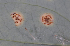 Puccinia smilacis