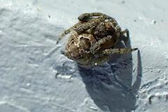 Eriovixia nigrimaculata