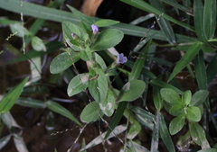 Limnophila chinensis
