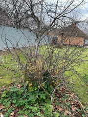 Ribes uva-crispa