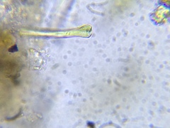 Actinella punctata