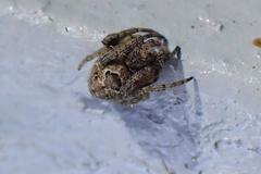 Eriovixia nigrimaculata