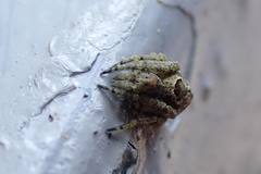 Eriovixia nigrimaculata