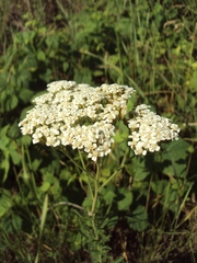 Achillea stepposa