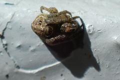 Eriovixia nigrimaculata